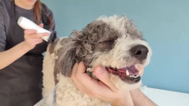 Female groomer cutting dog hair at home with owner help, mixed breed dog. Tired dog at groomer — 图库视频影像