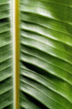 green Strelitzia leaf texture with lines, natural background, macro close-up image