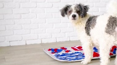 cute mixed breed dog playing with washable snuffle rug for hiding dried treats for nose work. Intellectual games with pet