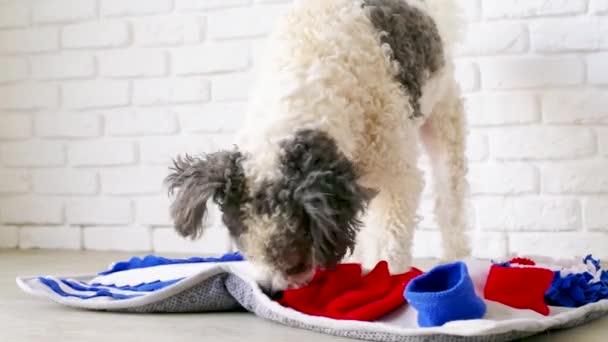 Cute mixed breed dog playing with washable snuffle rug for hiding dried treats for nose work. Intellectual games with pet — Vídeos de Stock