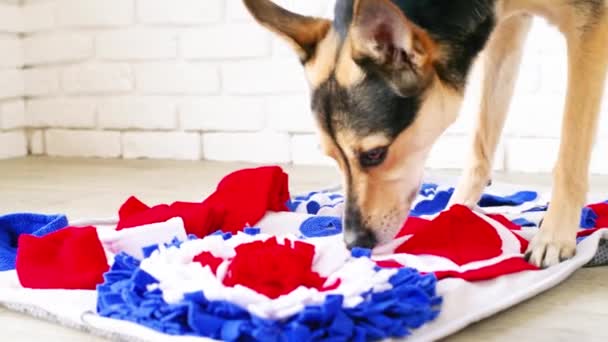 Imut anjing ras campuran bermain dengan karpet nyaman nyaman untuk menyembunyikan memperlakukan kering untuk pekerjaan hidung. Intelektual permainan dengan hewan peliharaan — Stok Video