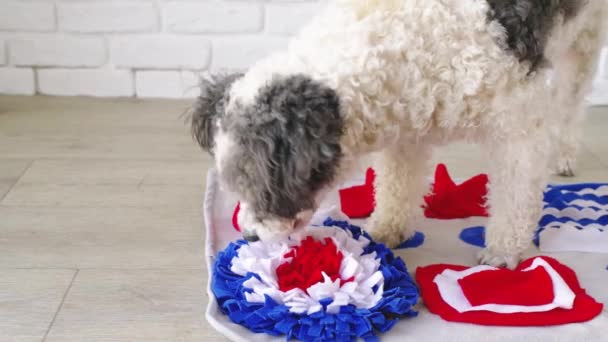 Cute mixed breed dog playing with washable snuffle rug for hiding dried treats for nose work. Intellectual games with pet — Stockvideo