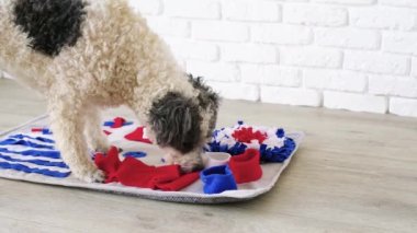 cute mixed breed dog playing with washable snuffle rug for hiding dried treats for nose work. Intellectual games with pet