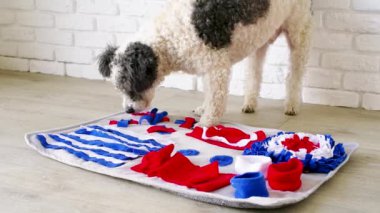 cute mixed breed dog playing with washable snuffle rug for hiding dried treats for nose work. Intellectual games with pet