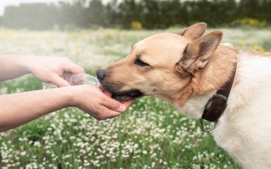 Hot day with dog. Thirsty mixed breed shepherd dog drinking water from the plastic bottle his owner