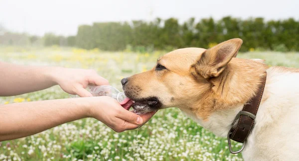 Hot day with dog. Thirsty mixed breed shepherd dog drinking water from the plastic bottle his owner