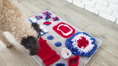 cute mixed breed dog playing with washable snuffle rug for hiding dried treats for nose work. Intellectual games with pet
