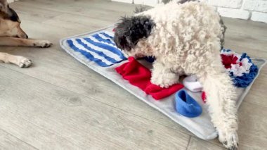 cute mixed breed dog playing with washable snuffle rug for hiding dried treats for nose work. Intellectual games with pet
