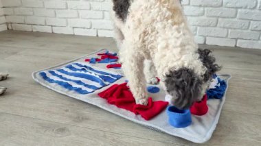 cute mixed breed dog playing with washable snuffle rug for hiding dried treats for nose work. Intellectual games with pet