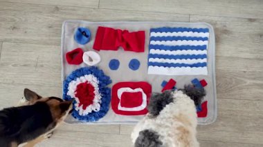 two cute mixed breed dogs playing with washable snuffle rug for hiding dried treats for nose work. Intellectual games with pet