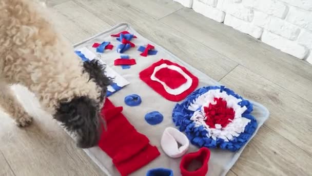 Cute mixed breed dog playing with washable snuffle rug for hiding dried treats for nose work. Intellectual games with pet — Vídeo de stock