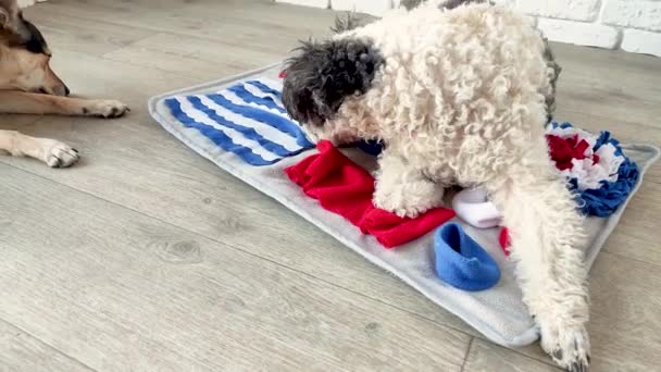 Cute mixed breed dog playing with washable snuffle rug for hiding dried treats for nose work. Intellectual games with pet — Stock Video