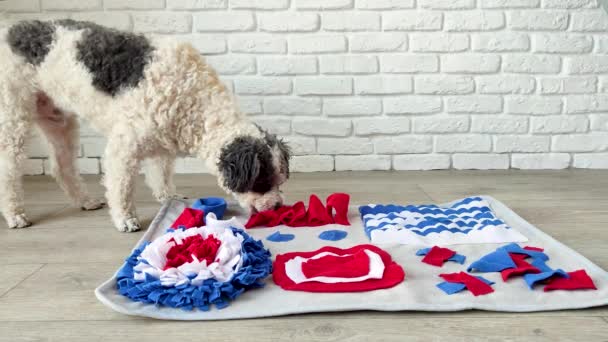 Cute mixed breed dog playing with washable snuffle rug for hiding dried treats for nose work. Intellectual games with pet — Vídeo de stock