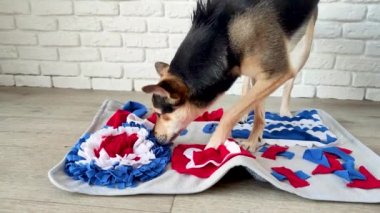 cute mixed breed dog playing with washable snuffle rug for hiding dried treats for nose work. Intellectual games with pet