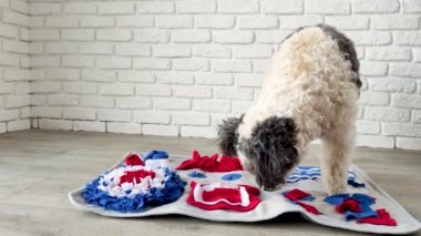 cute mixed breed dog playing with washable snuffle rug for hiding dried treats for nose work. Intellectual games with pet