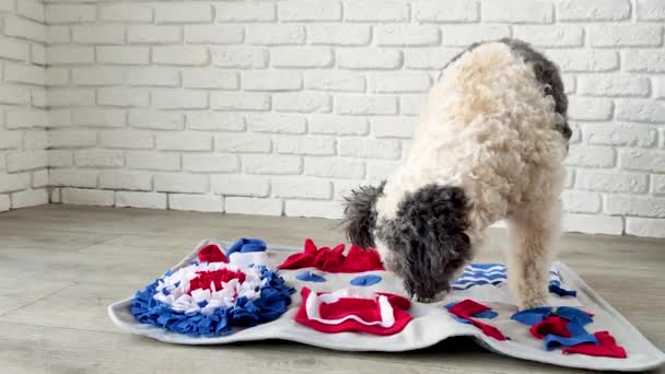 Cute mixed breed dog playing with washable snuffle rug for hiding dried treats for nose work. Intellectual games with pet — Vídeos de Stock