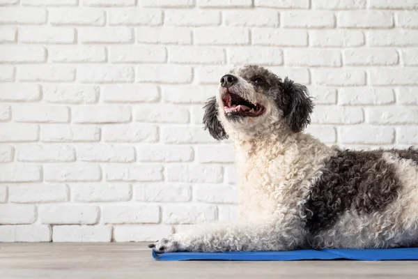 Pet care. Cute mixed breed dog lying on cool mat in hot day looking up, white brick wall background, summer heat