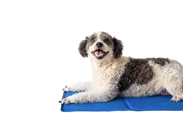 Pet care. Cute mixed breed dog lying on cool mat in hot day looking up, white background, summer heat. Isolated copy space