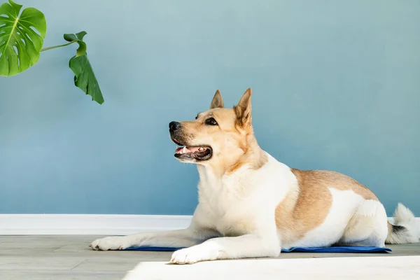 Pet care. Cute mixed breed dog lying on cool mat in hot day looking up, blue wall background, summer heat