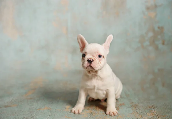 Piccolo cucciolo bianco di bulldog francese — Foto Stock