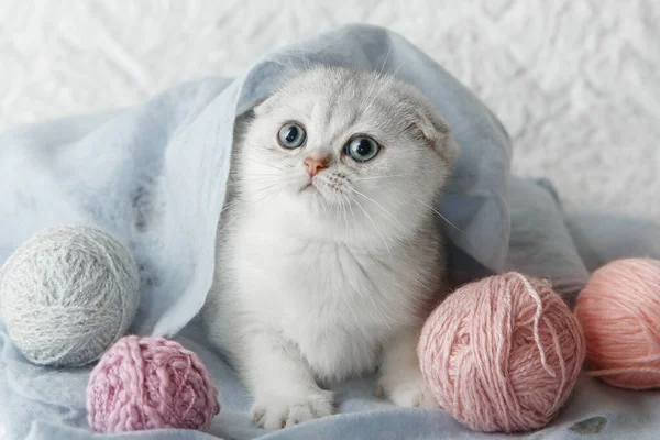  Gümüş kulaklı İskoç kedicik.