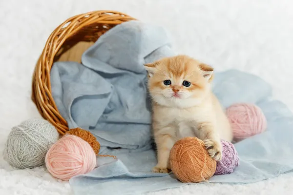 İskoç düz altın gölgeli çinçilya kedisi