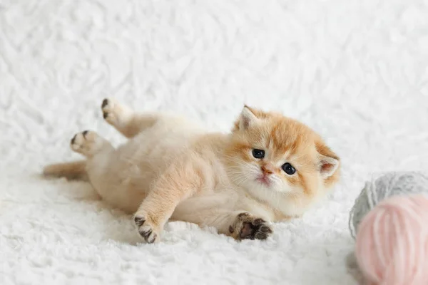 Escocés recta dorado sombreado chinchilla gatito —  Fotos de Stock