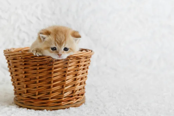 Chaton chinchilla écossais droit doré — Photo