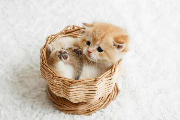 stock image Scottish straight golden shaded chinchilla kitten