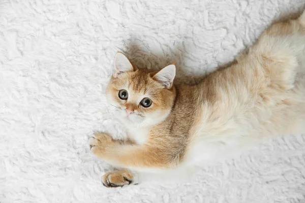 Scottish straight golden shaded chinchilla kitten