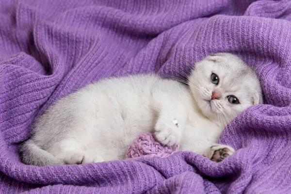 Srebrnouszny szkocki Fold kotek. Śmieszny kotek.. — Zdjęcie stockowe
