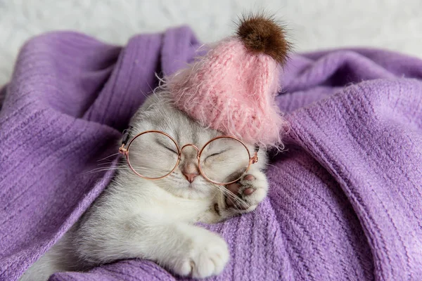  Gümüş kulaklı İskoç kedi yavrusu. Komik kedi..