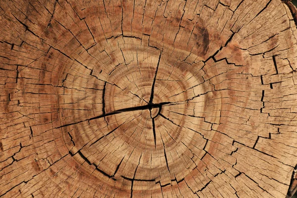 Деревянная текстура ствола дерева — стоковое фото