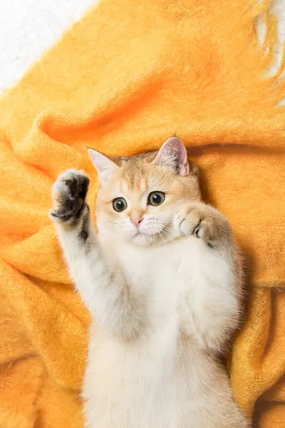 İskoç düz altın gölgeli çinçilya kedisi