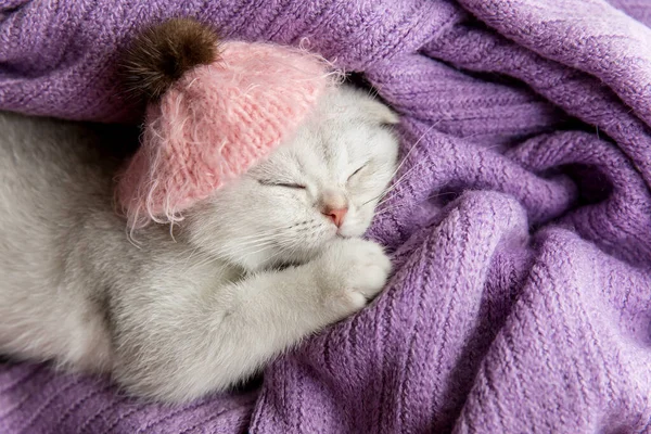  Gümüş kulaklı İskoç kedi yavrusu. Komik kedi..