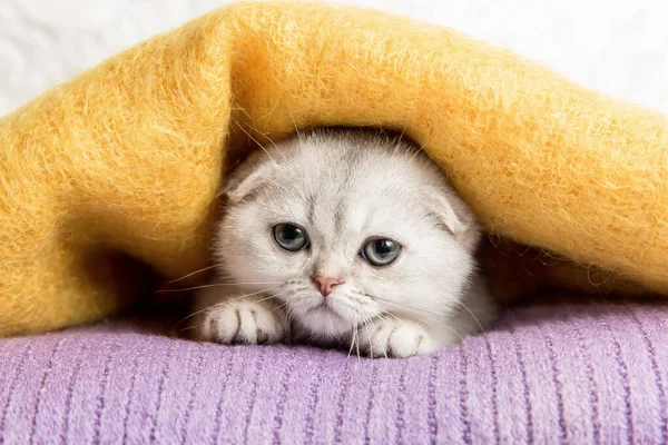  Gümüş kulaklı İskoç kedi yavrusu. Komik kedi..