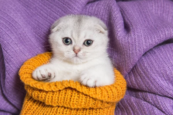  Gümüş kulaklı İskoç kedicik.