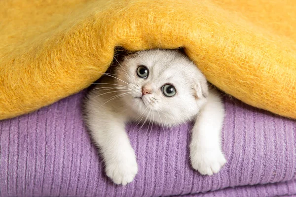 Srebrnouszny szkocki Fold kotek. Śmieszny kotek.. — Zdjęcie stockowe