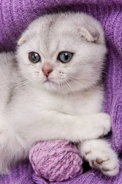 Srebrnouszny szkocki Fold kotek. Śmieszny kot.. — Zdjęcie stockowe