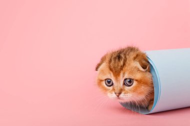  Funny chinchilla kitten in the blue paper roll.