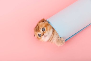  Funny chinchilla kitten in the blue paper roll.