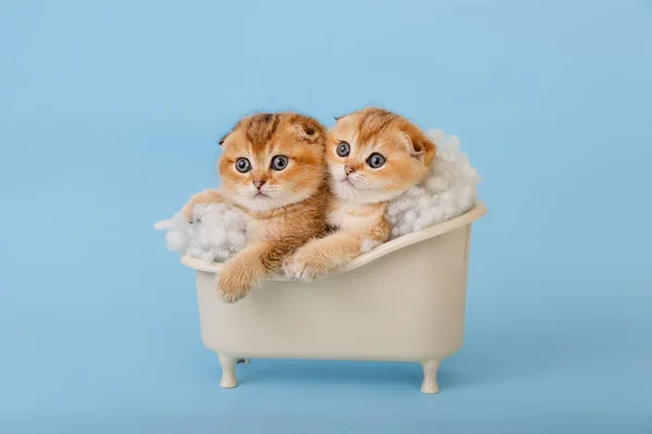 Two funny chinchilla kittens in the bathtub.