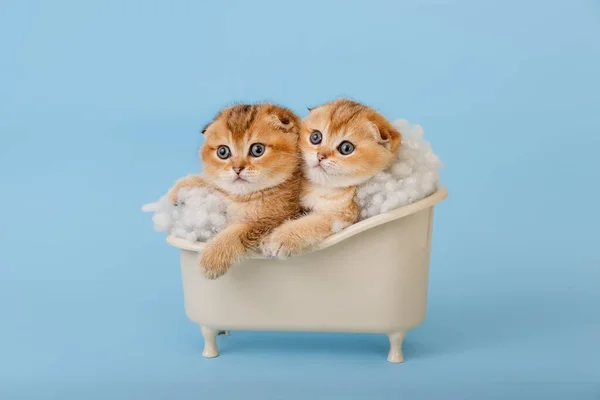 Dwa śmieszne kotki szynszyla w wannie. — Zdjęcie stockowe