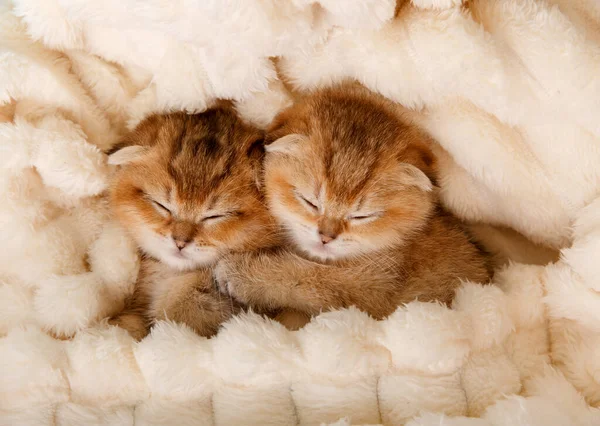 Komik gümüş kulaklı İskoç kedi yavrusu.