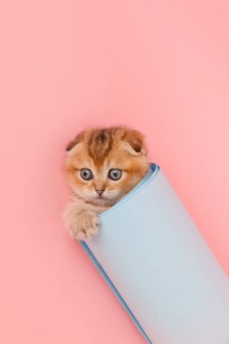  Funny chinchilla kitten in the blue paper roll.