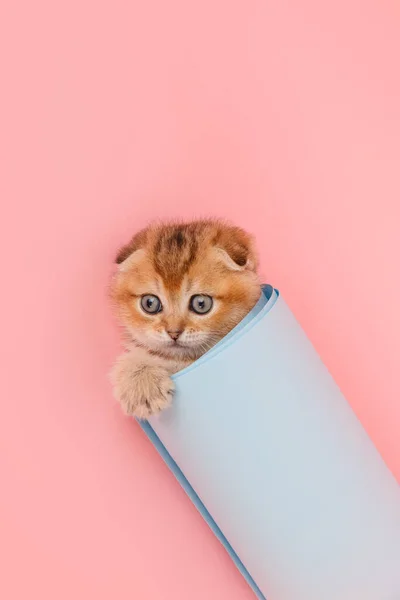 Divertido gatito chinchilla en el rollo de papel azul. — Foto de Stock