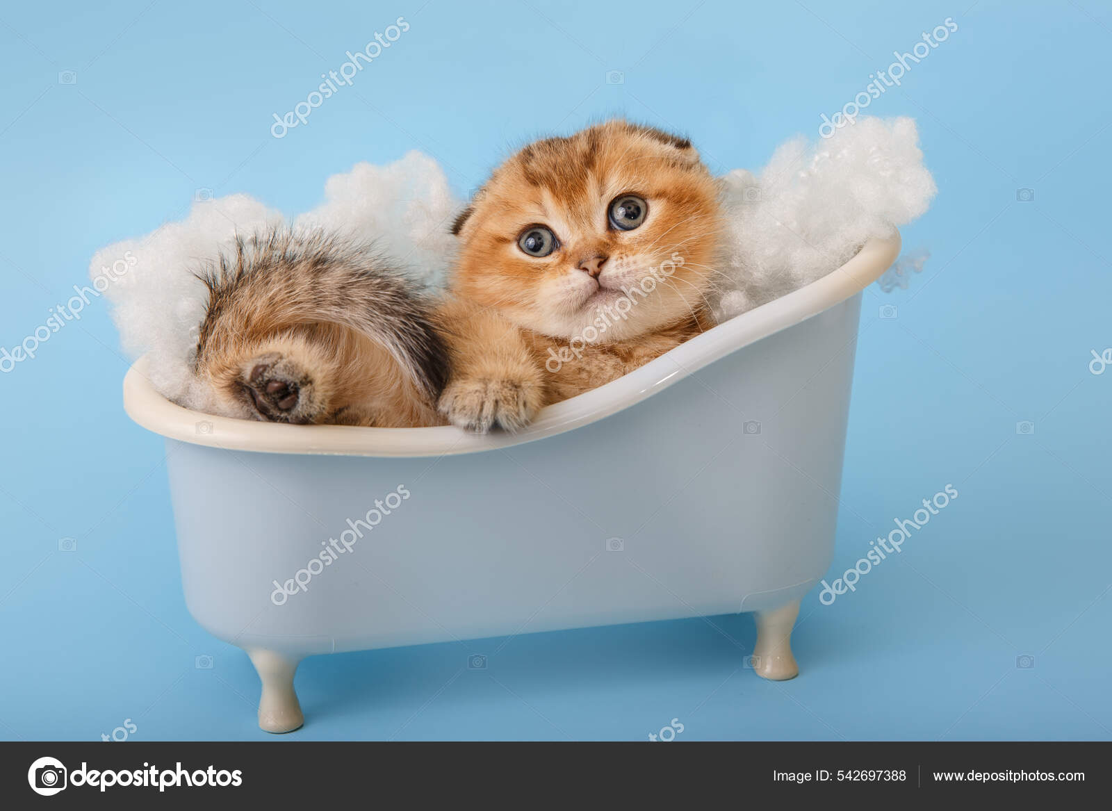 Смешной Котенок Шиншиллы В Ванной. Стоковое Фото ©17072004tanya.