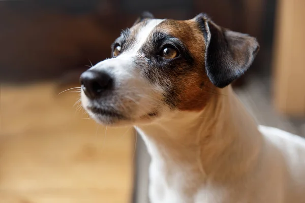 Närbild på renrasiga hund Jack russell terrier hemma — Stockfoto