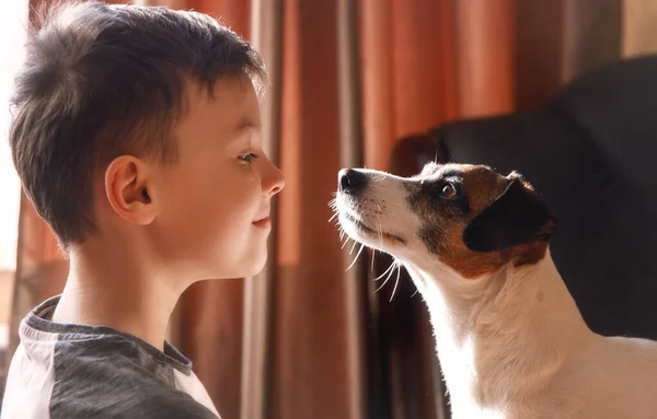 Ragazzo guardando carino Jack Russell terrier cane — Foto Stock