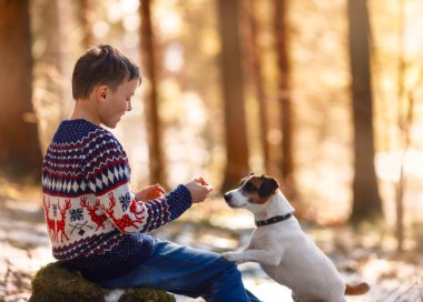 Gün batımında ormanda Jack Russell Terrier 'ın köpeği olan bir çocuk. İki en iyi arkadaş portresi - çocuk ve köpek. Çocuk köpeğe bakıyor.
